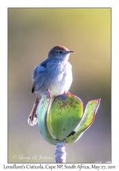 Levaillant's Cisticola