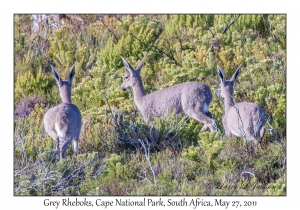 Grey Rheboks