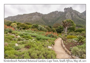 Kirstenbosch National Botanical Garden