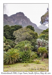 Kirstenbosch National Botanical Garden