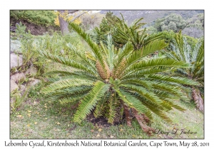 Lebombo Cycad