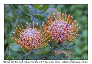 Mossel Bay Pincushion