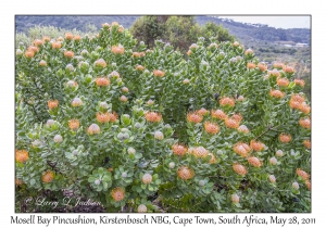 Mossel Bay Pincushion