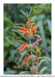 Annual Lion's Ear