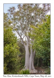 Tree Aloe