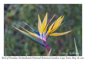 Bird of Paradise