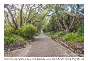 Tree-lined Walk