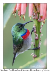 Southern Double-collared Sunbird