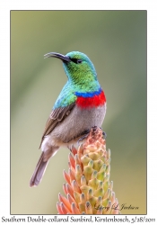 Southern Double-collared Sunbird