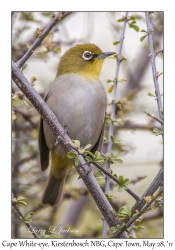 Cape White-eye