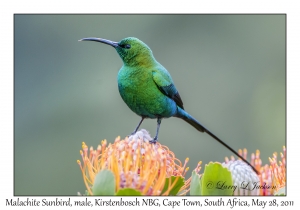 Malachite Sunbird