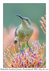 Malachite Sunbird