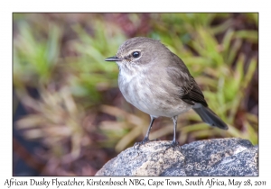 African Dusky Flycatcher