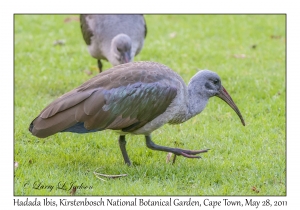 Hadada Ibis