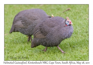 Helmeted Guineafowl