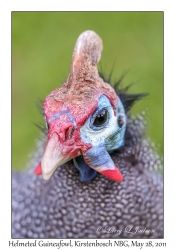 Helmeted Guineafowl