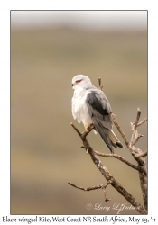 Black-winged Kite