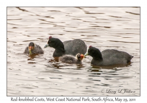 Red-knobbed Coots