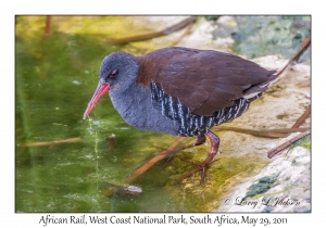 African Rail