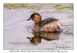 Little Grebe