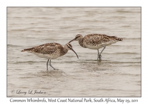 Common Whimbrels