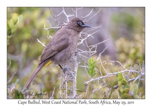 Cape Bulbul