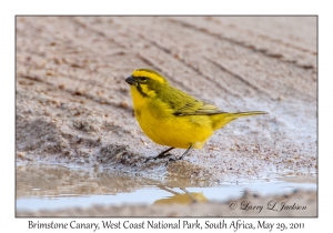 Brimstone Canary