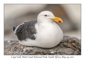 Cape Gull