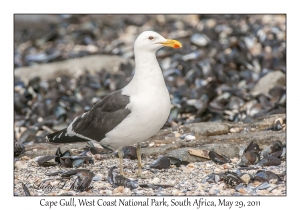 Cape Gull