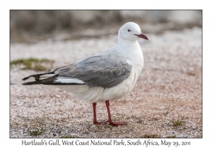 Hartlaub's Gull