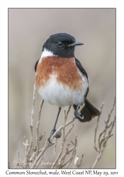 Common Stonechat