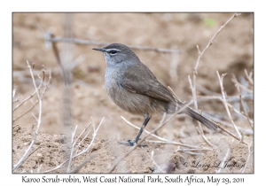 Karoo Scrub-robin