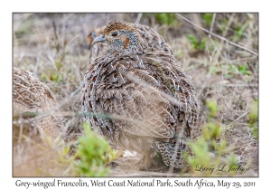 Grey-winged Francolin