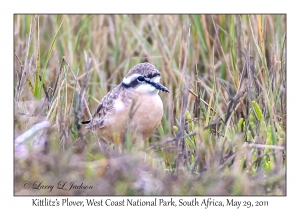 Kittlitz's Plover