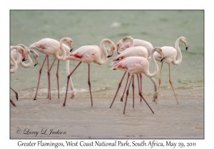 Greater Flamingos