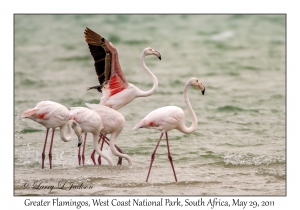 Greater Flamingos