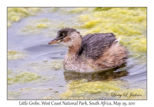 Little Grebe