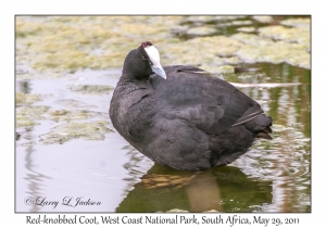 Red-knobbed Coot