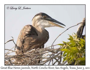 Great Blue Heron, juvenile