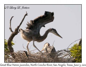 Great Blue Heron, juveniles