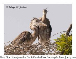 Great Blue Heron, juveniles