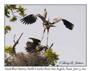 Great Blue Herons