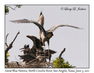 Great Blue Herons