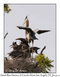 Great Blue Herons