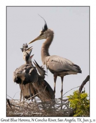 Great Blue Herons