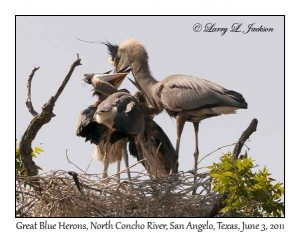 Great Blue Herons