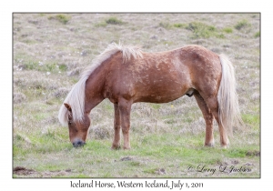 Iceland Horse