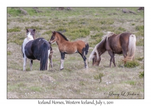 Iceland Horses