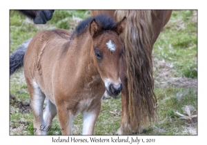 Iceland Horses