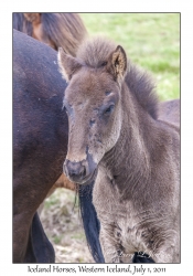 Iceland Horses